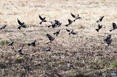 イカル　リベンジ