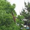 チョウゲンボウ幼鳥⑥