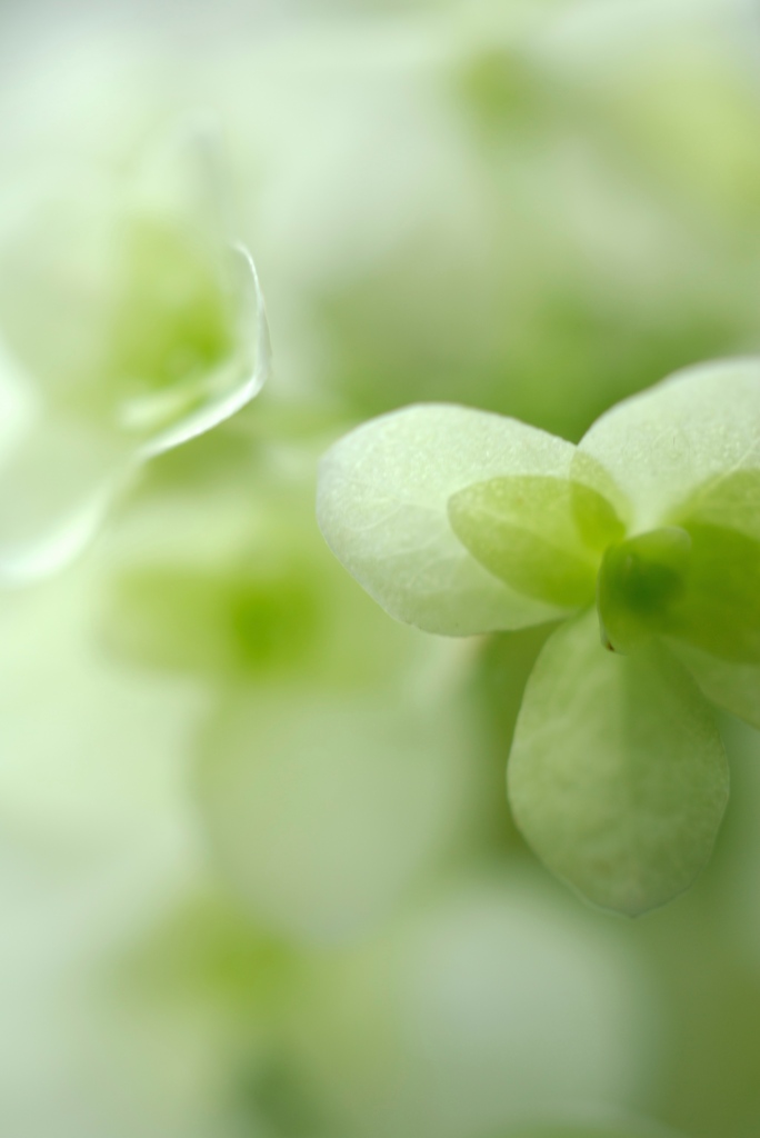 名を知らなくても花は咲く