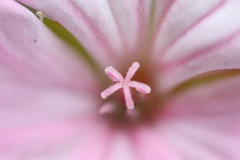 花の中のスター