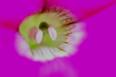 めしべとおしべ
