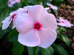駅の花壇の花