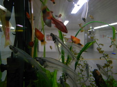 透明の魚