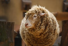 王子動物園の羊