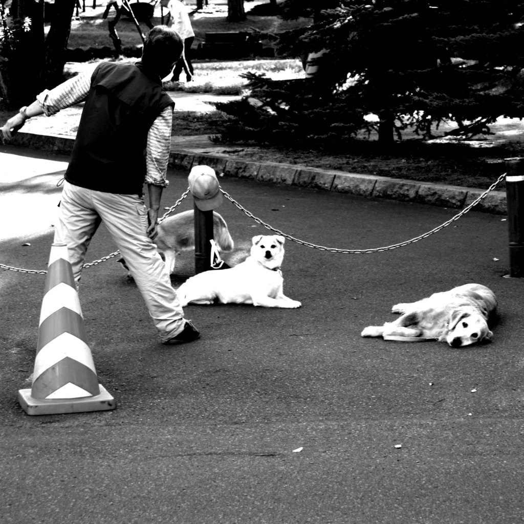 犬と体操