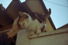 野良猫