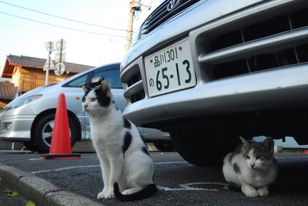 野良なのだ