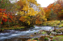 　阿寒川の紅葉