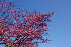 国泰寺の桜　2