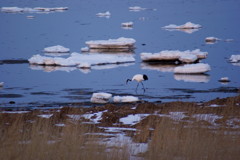 今日の夕食は・・・