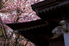 国泰寺の桜