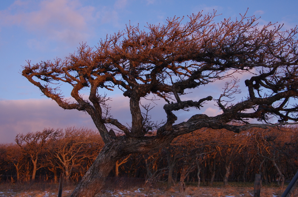 流されやすいんです・・・