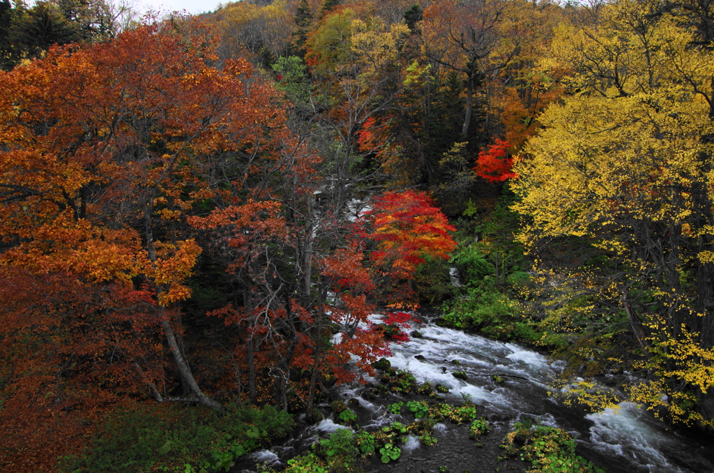 阿寒の紅葉