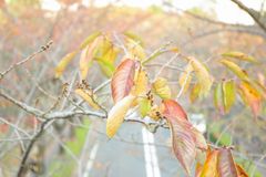 サクラのもう一つの素敵な表情