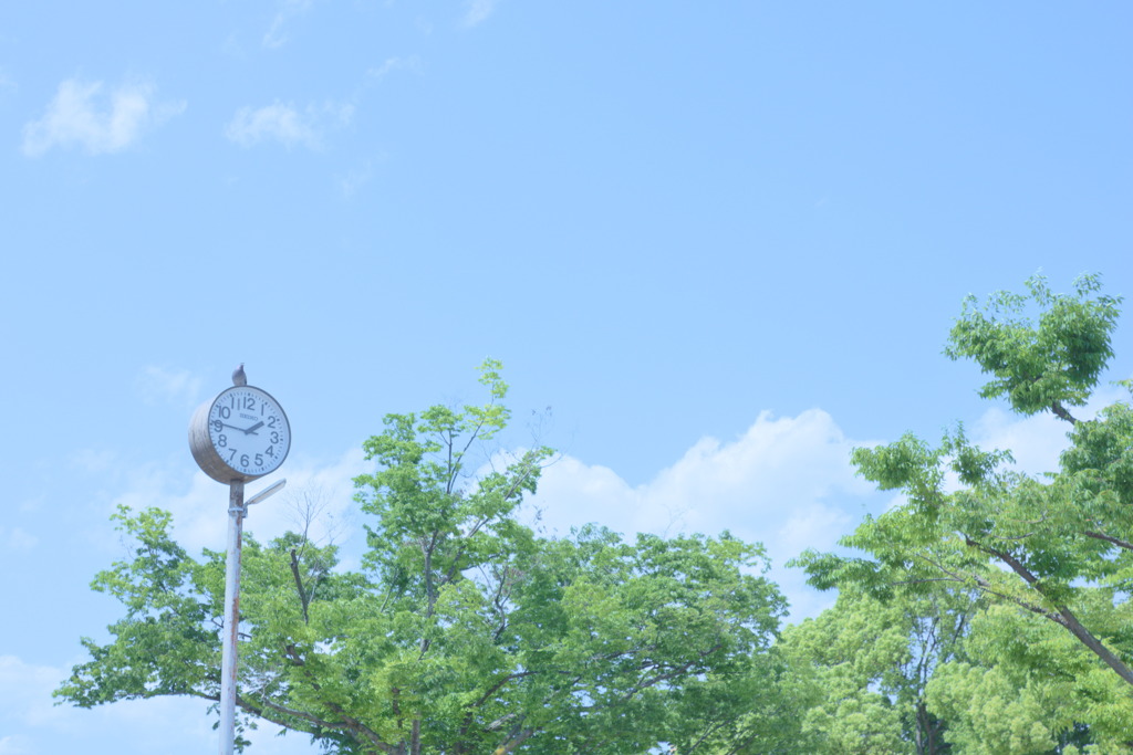 鳩と青空