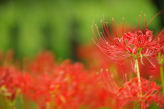 彼岸花