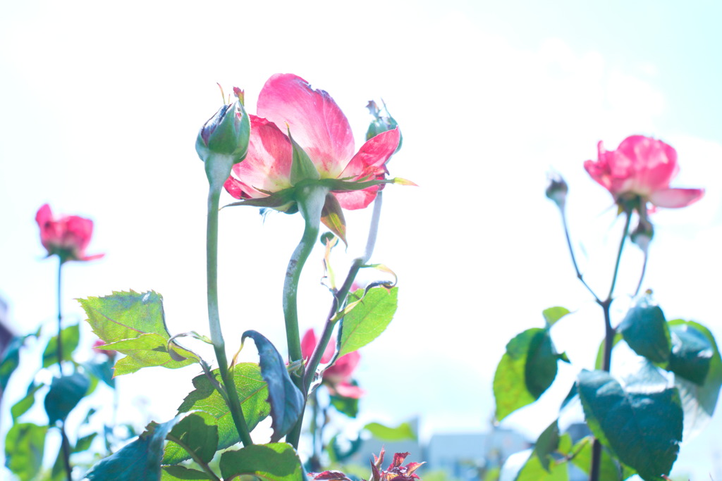 薔薇と空