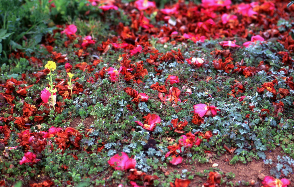 芽生え