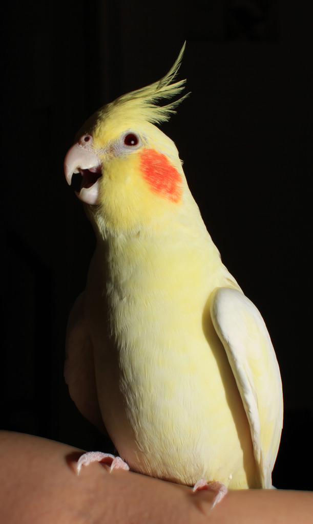 オカメインコ