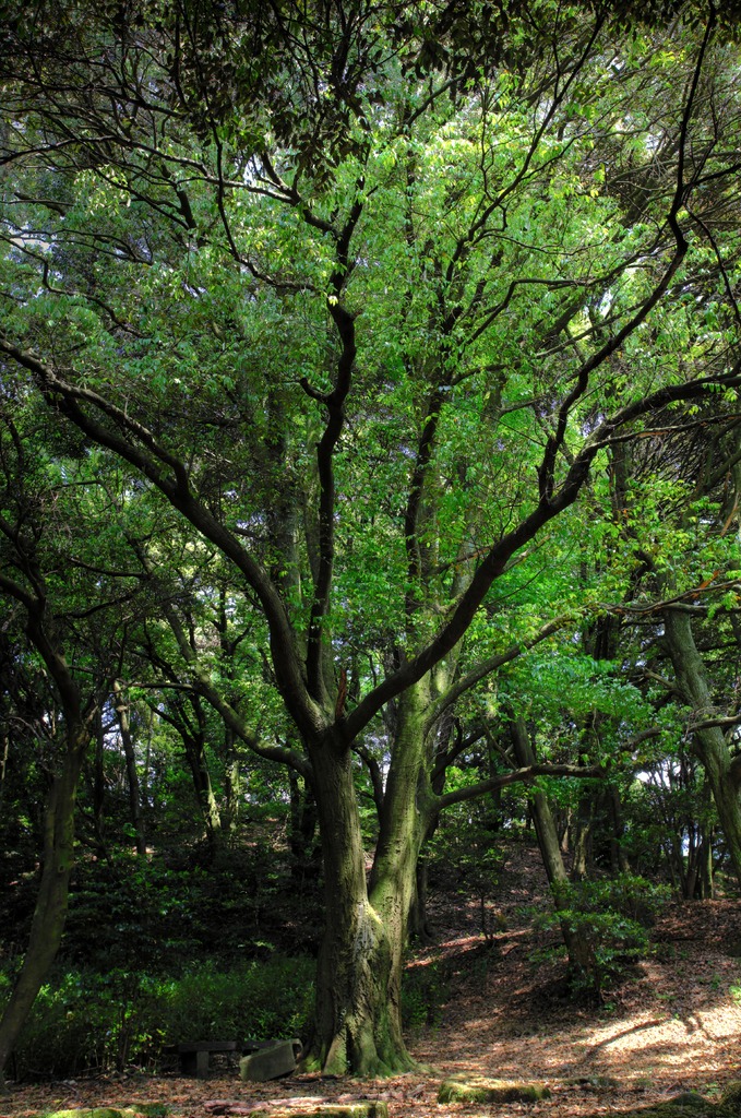 四王子の樹