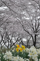 桜並木の下