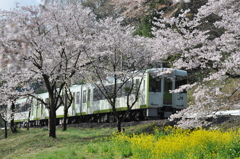 桜電車