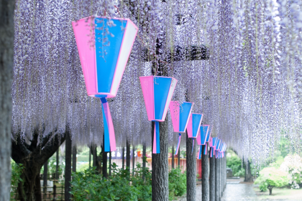 雨の藤棚