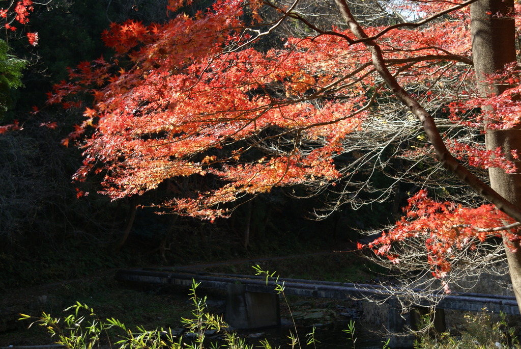 嵐山渓谷　～冠水橋と紅葉～