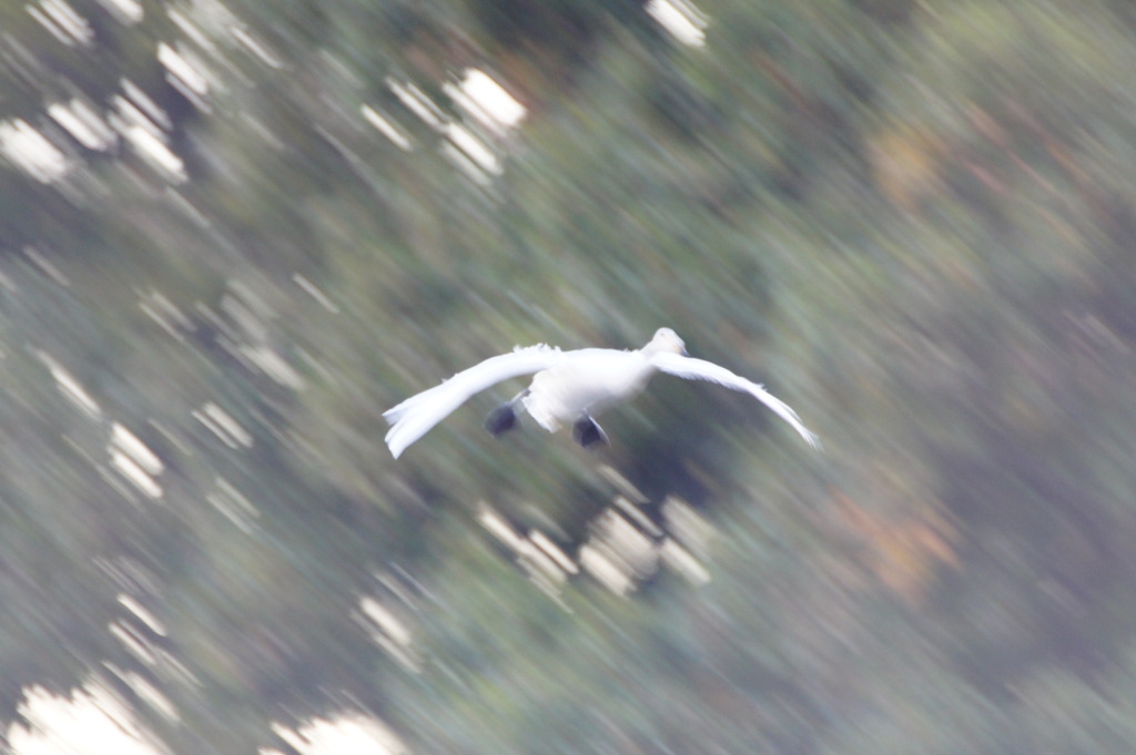 白鳥　～飛来～
