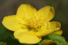 山吹