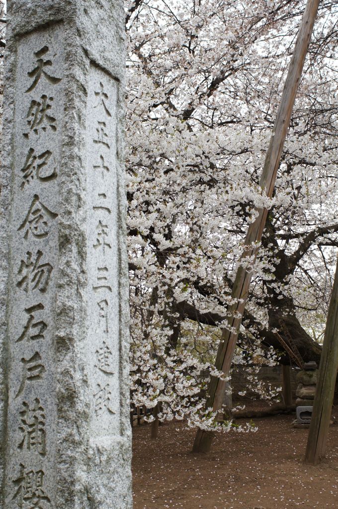 石戸蒲桜