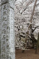 石戸蒲桜