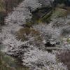 続く桜