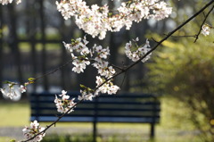 桜を見に来てね（＾＾