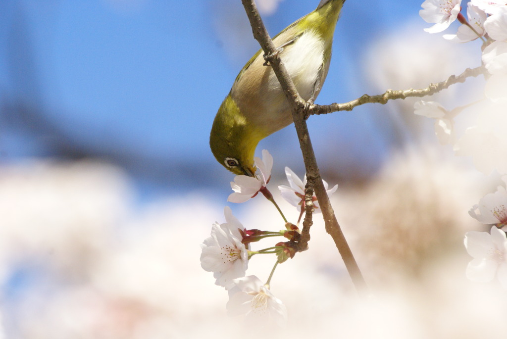 メジ桜