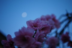 月を愛でる