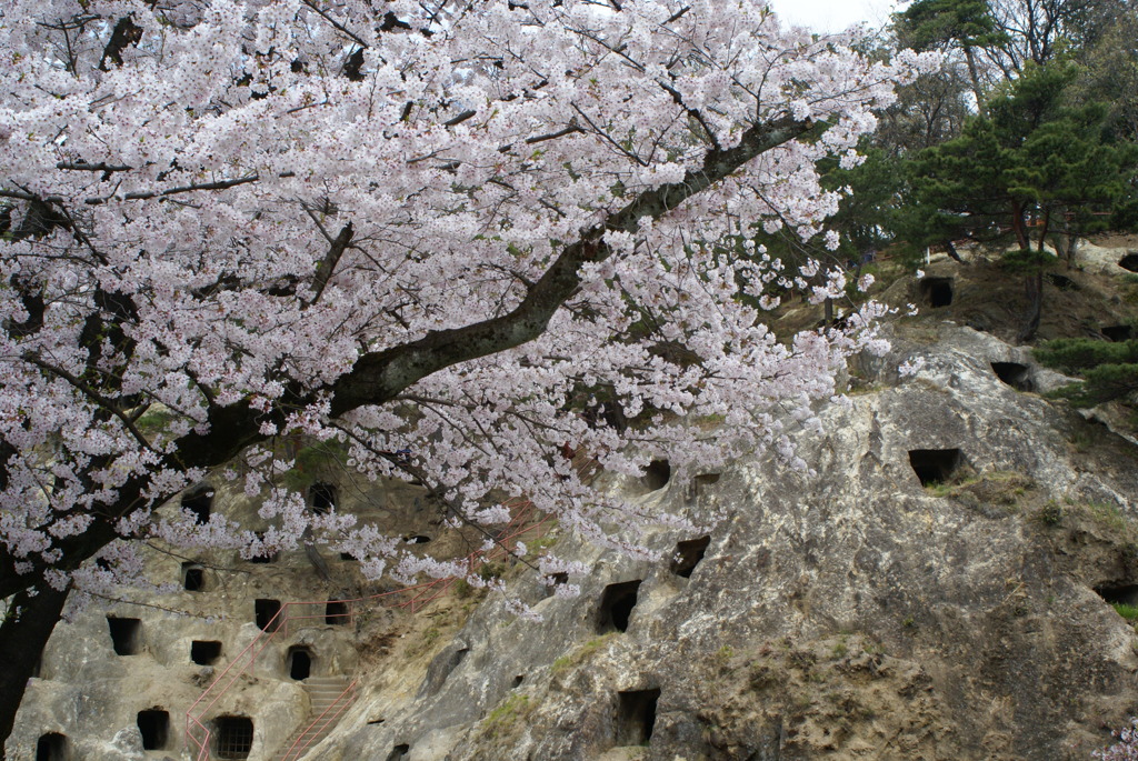 桜・吉見百穴