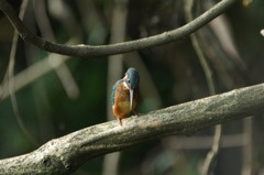 カワセミ　～朝食を探して・・～