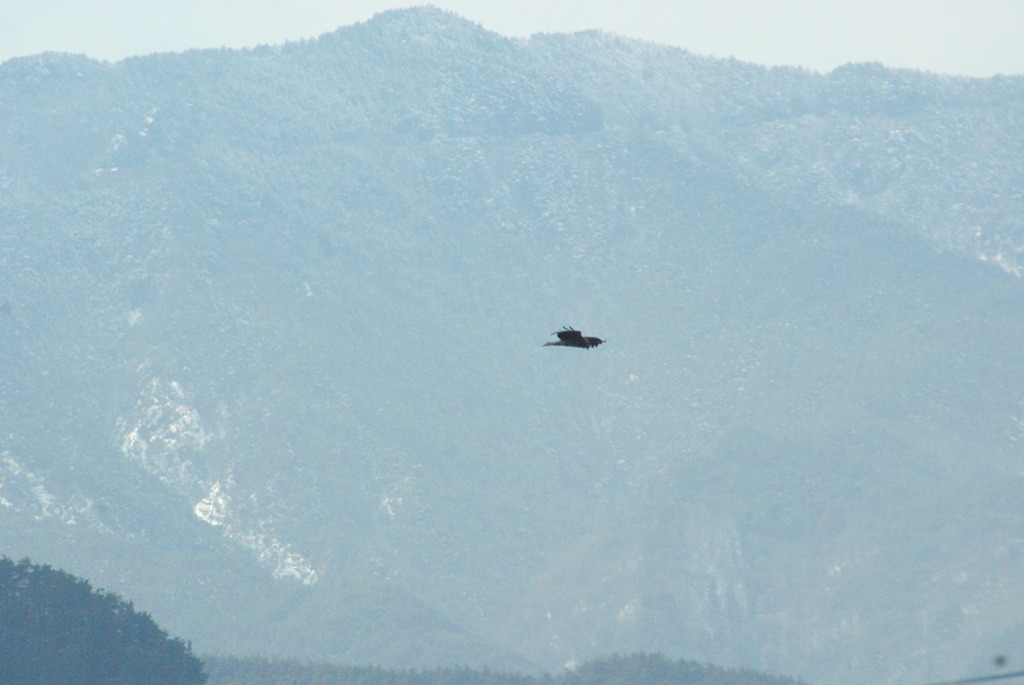 トビが飛んでる風景