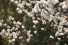 輝く梅の花