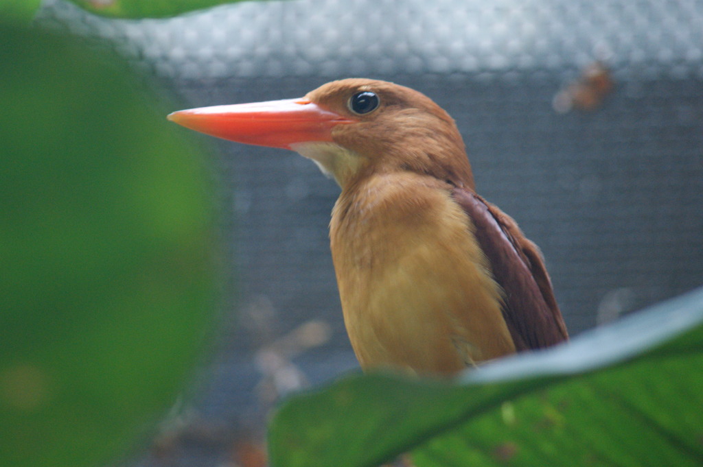 アカショウビン