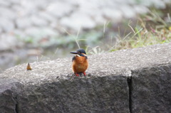 カワセミ　～どっちに行こうかなぁ～