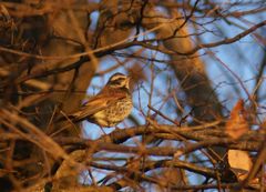 ツグミ ~朝焼け~