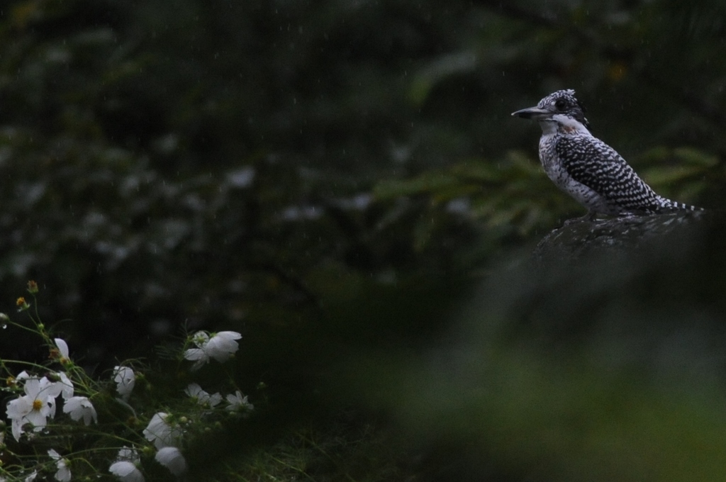 秋雨のヤマセミ