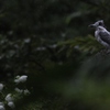 秋雨のヤマセミ