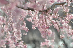 桜の時期の朝