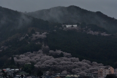 霧に包まれる桜山