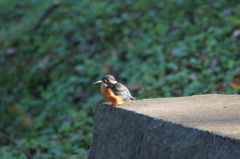 カワセミ　～食事はダイブがいいかな～