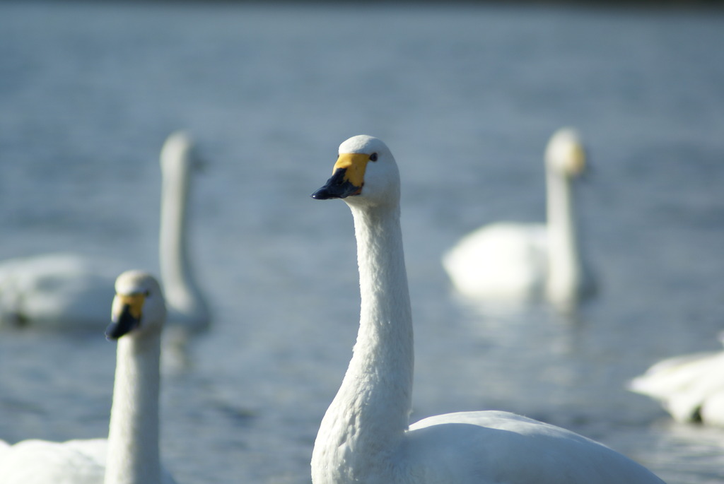 白鳥　～２羽で何見てるのかな？～