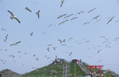 ウミネコの繁殖地　蕪島